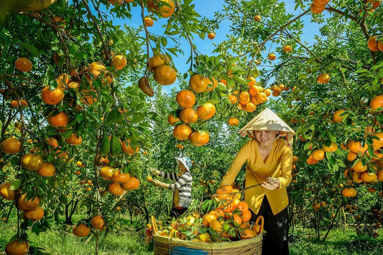 DU LỊCH MIỀN TÂY: LÀNG HOA SA ĐÉC – VƯỜN QUÝT HỒNG LAI VUNG