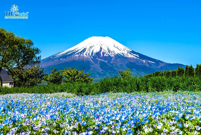 DU LỊCH NHẬT BẢN: NARITA – TOKYO – HAKONE – YAMANASHI (2024)