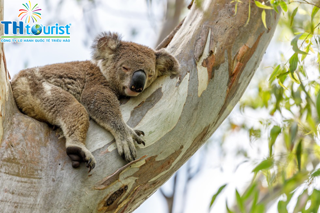 SYDNEY - WILD LIFE PARK