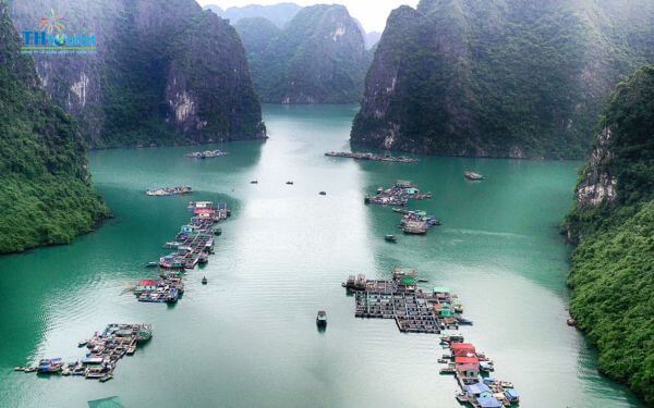 Khu vực trà báu