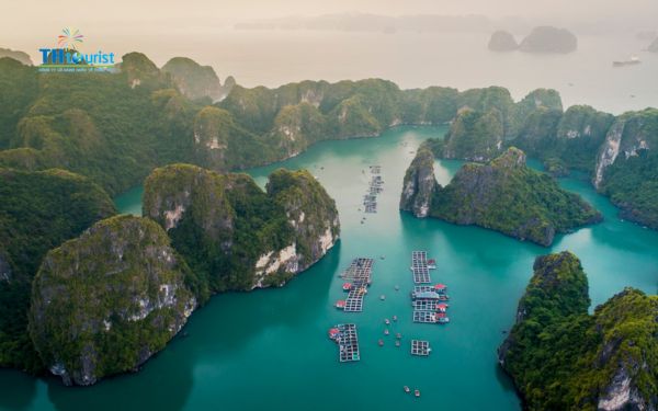 Hải sản ngon nhất tại đảo Cát Bà